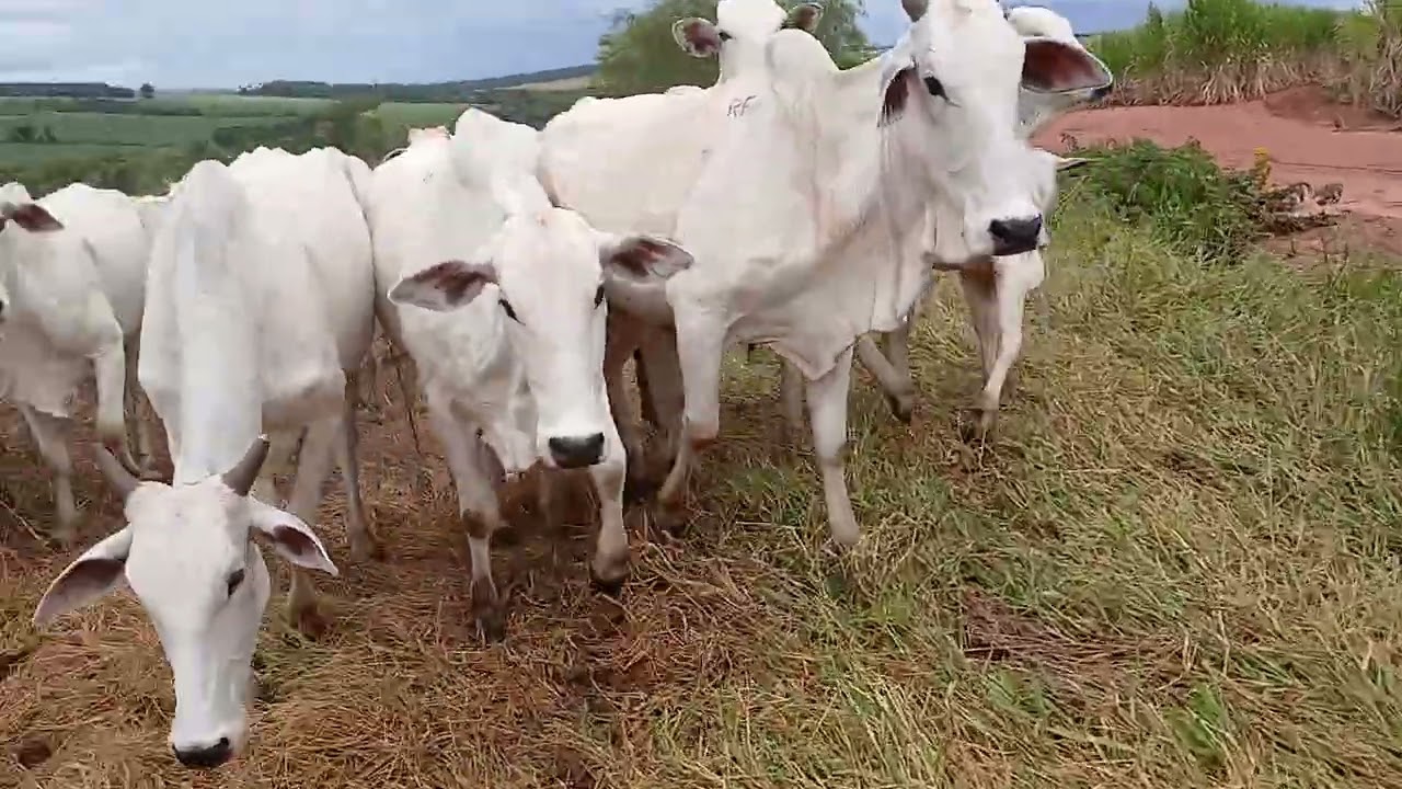 Levando ração para o gado 
