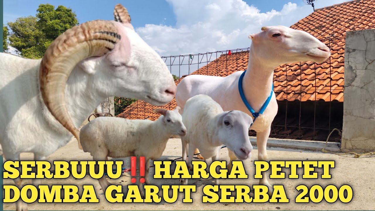 YANG DITUNGGU ‼️HARGA PETET DOMBA GARUT SERBA 2000 