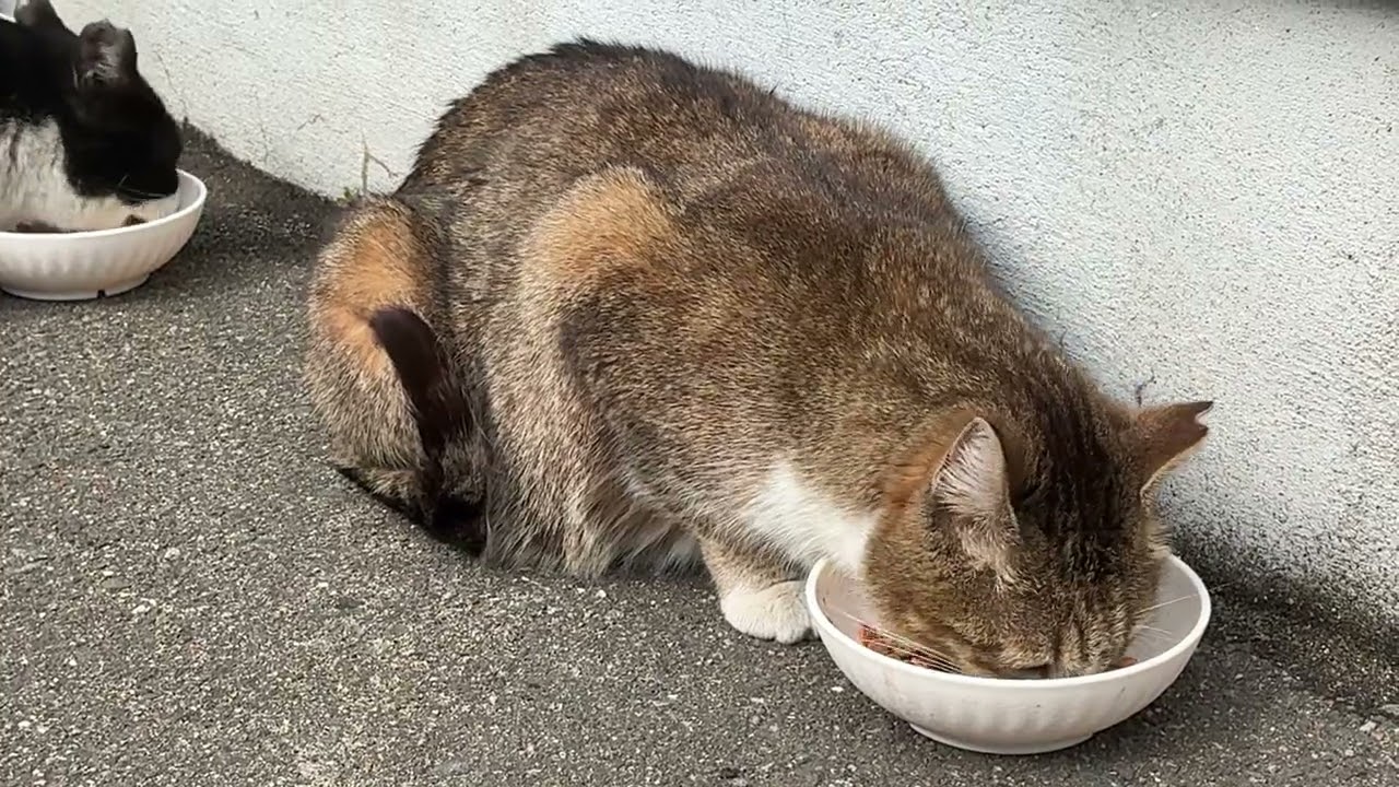 【博多ｰ住吉猫さん】　今日は寒いですが、ご飯しっかり食べてます　キジ白猫さんとハチワレチビ助