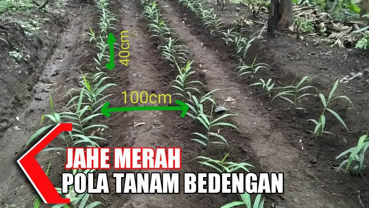 Cara Tanam Jahe Merah Pola Bedengan - Lahan Terbuka
