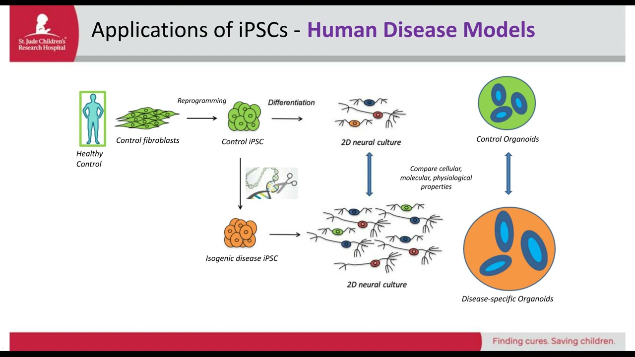 Modeling the human brain using induced pluripotent stem cells iPSCs