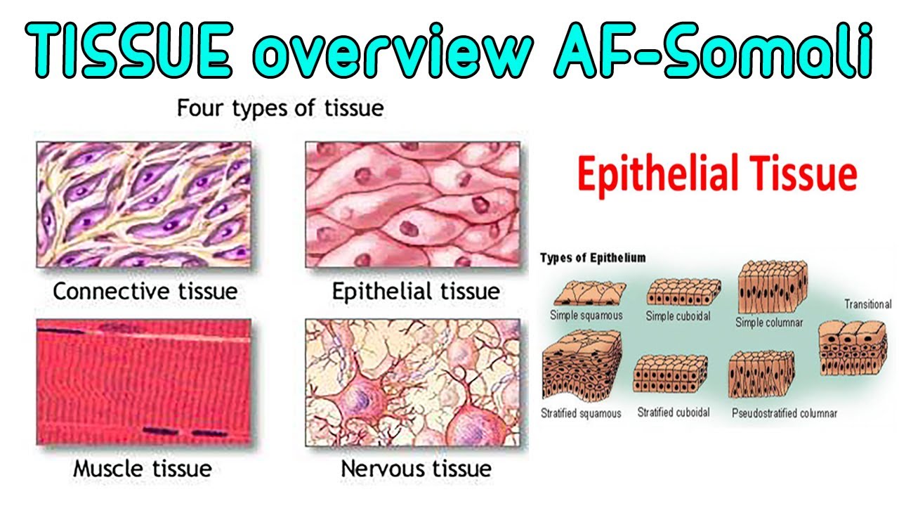 TISSUE OVERVIEW | AF-SOMALI