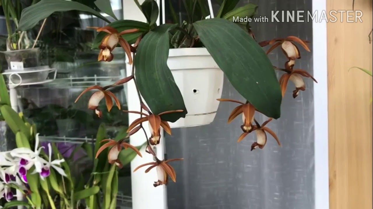 Coelogyne odoardi (целогина одоарди)