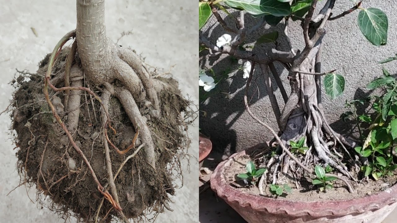 দেশি বট গাছের দ্রুত বনসাই করার পদ্ধতি/ সঠিক সময়ে প্রুনিং এবং মাটি পরিবর্তন/Banyan tree Bonsai.