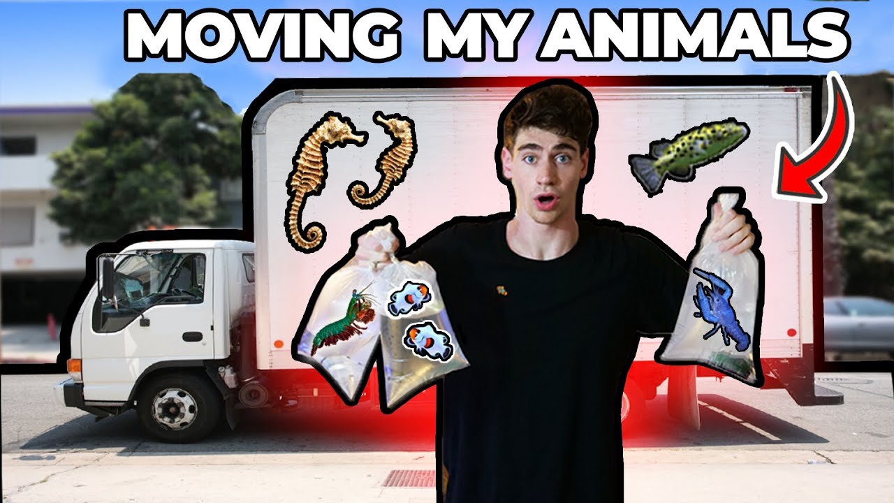 Moving ALL My FISH + AQUARIUMS!!! 😳(Nightmare)