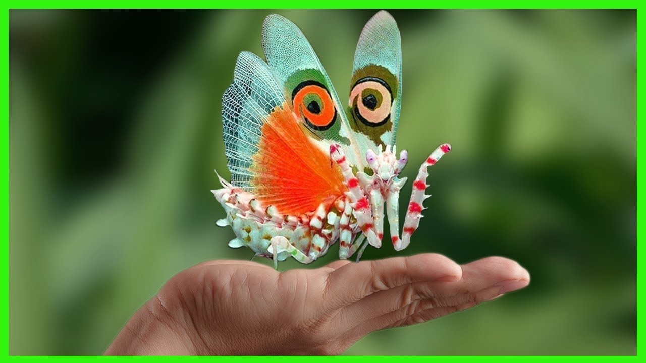 Insectos Hermosos y Letales