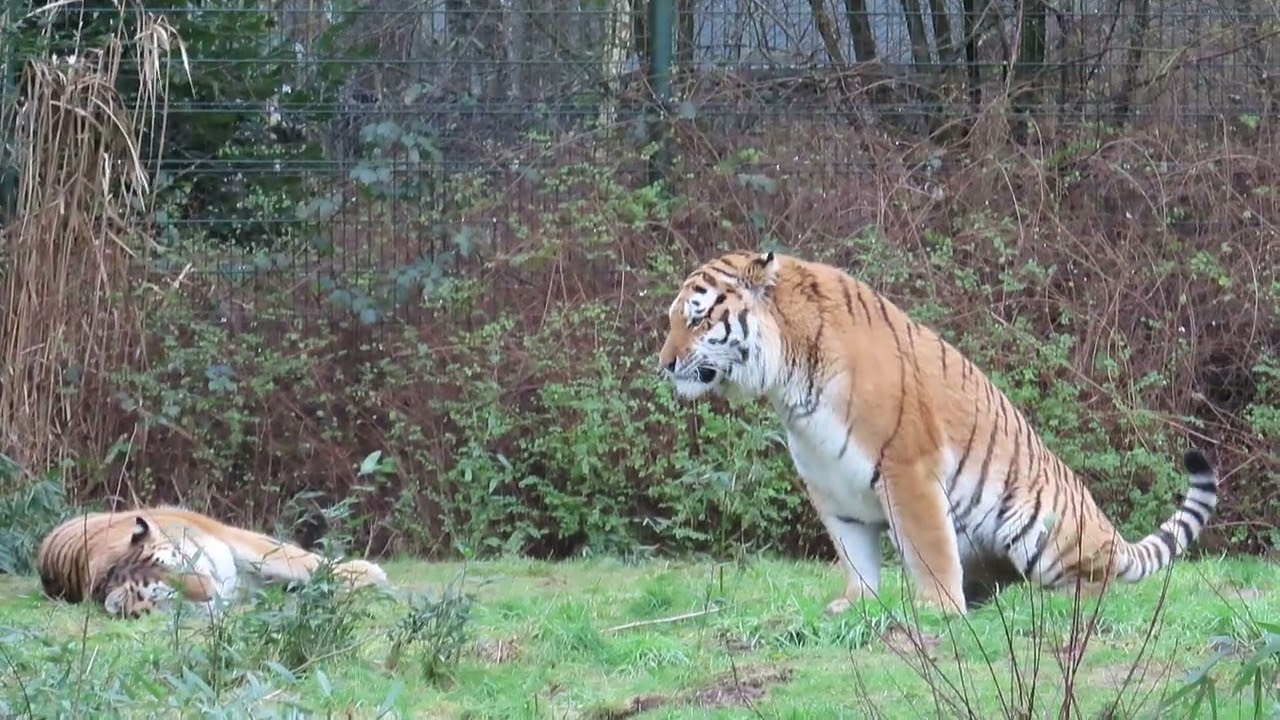 Tijgers Malinka en Saïan.
