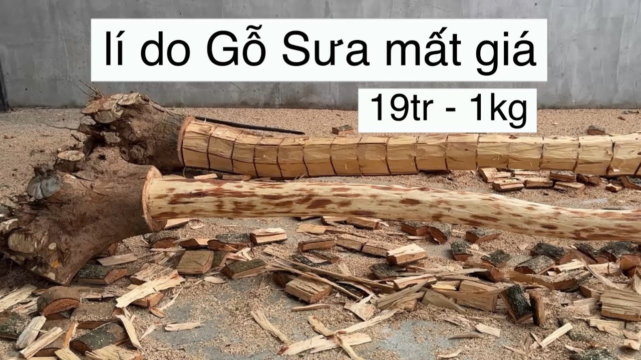 Những Lí Do Làm Gỗ Sưa Non Bị Mất Giá Như Hiện Nay - Cần Làm Gì Để Gỗ Sưa Tăng Giá Trở Lại