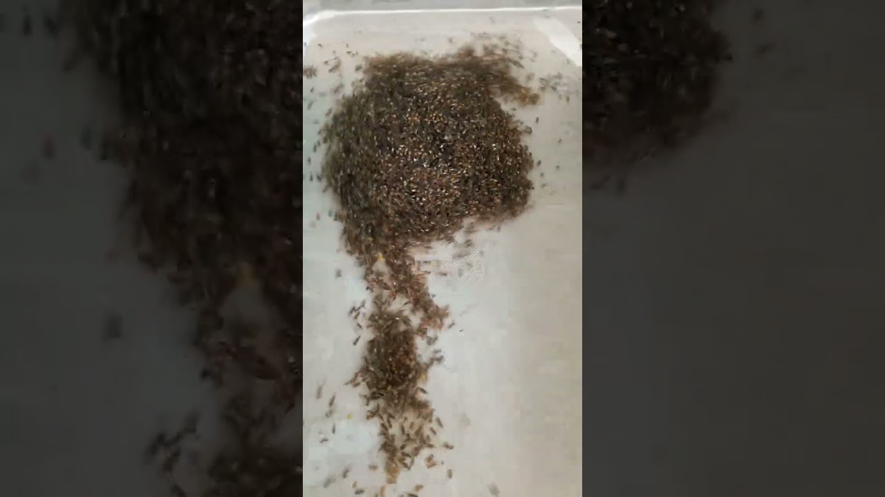 Hatching tilapia eggs