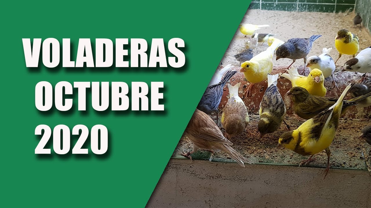 CRÍA CANARIOS (VOLADERAS 0CTUBRE 2020)