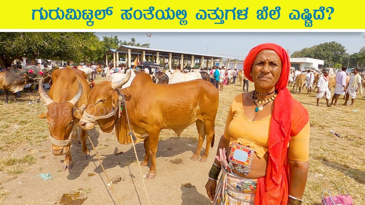 Rate of bulls in Gurmitkal santhe
