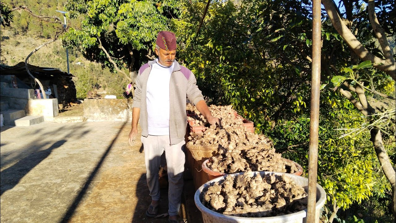 ऐसे होता है जैविक अदरक का उत्पादन गांव पहाड़ उत्तराखंड में 