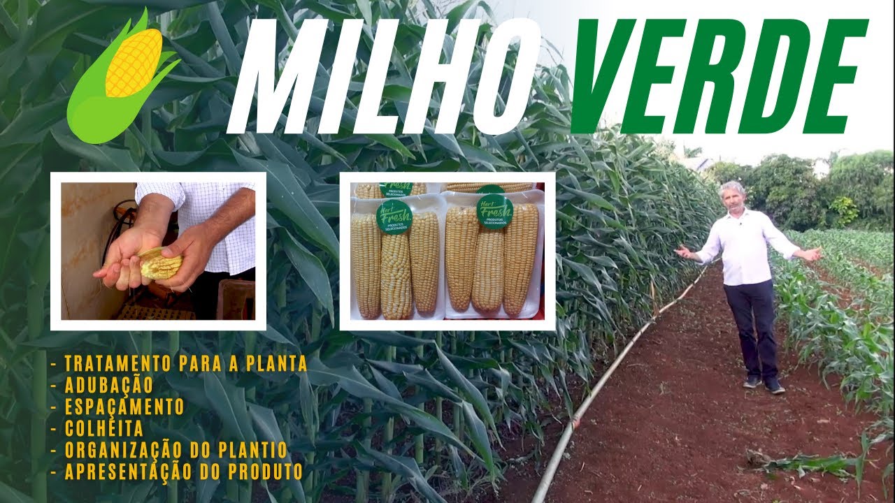 MILHO VERDE: ADUBAÇÃO E TRATAMENTO PARA FATURAR MUITO