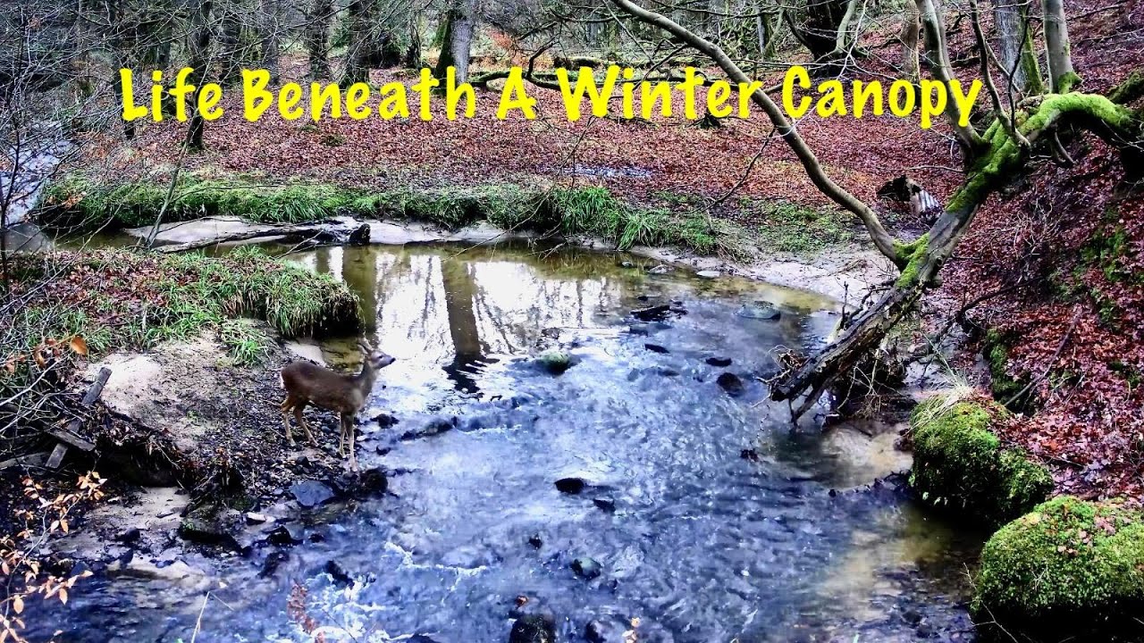 Wildlife Trail Camera Footage From A Scottish Woodlands.