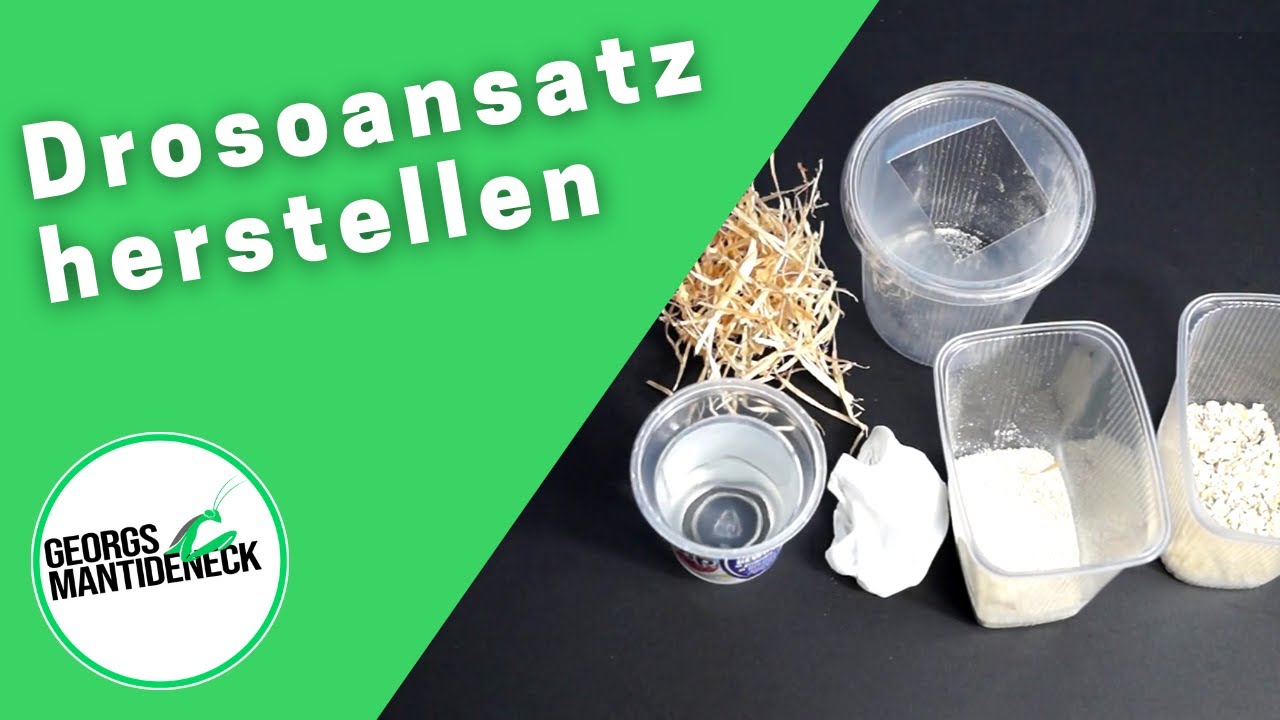 Einen Drosoansatz herstellen (Drosophila hydei/melanogaster)
