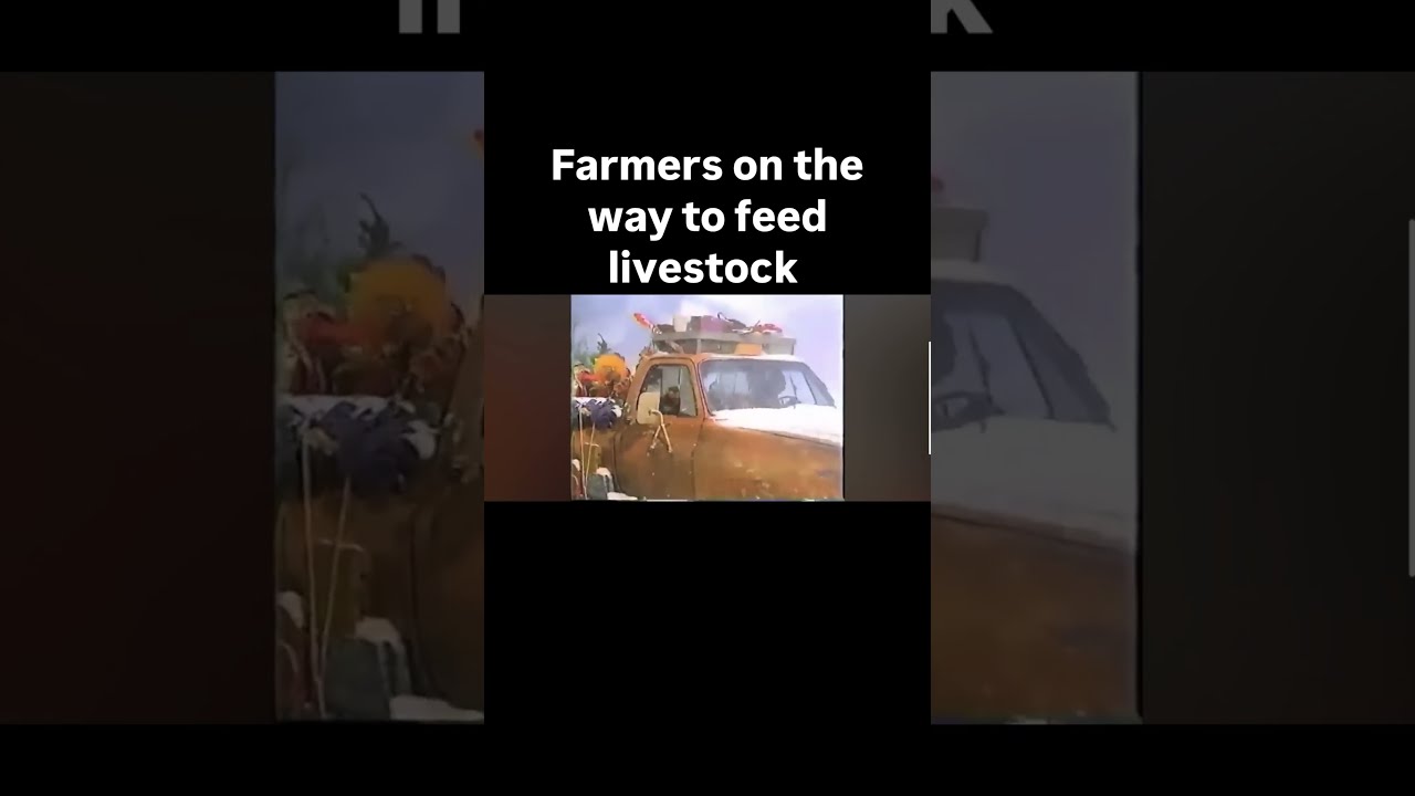 Feeding livestock in bad weather