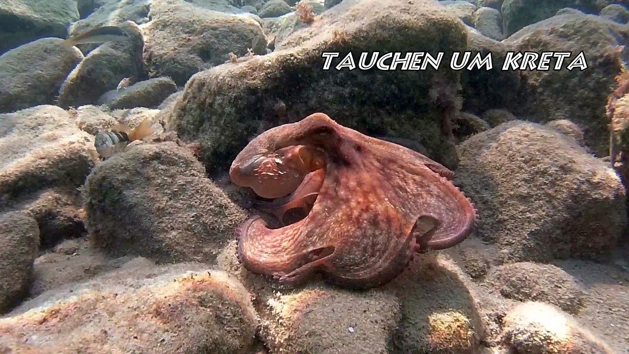 Schnorcheln und tauchen in der Mirabellenbucht auf Kreta ( Mirabello Bay )