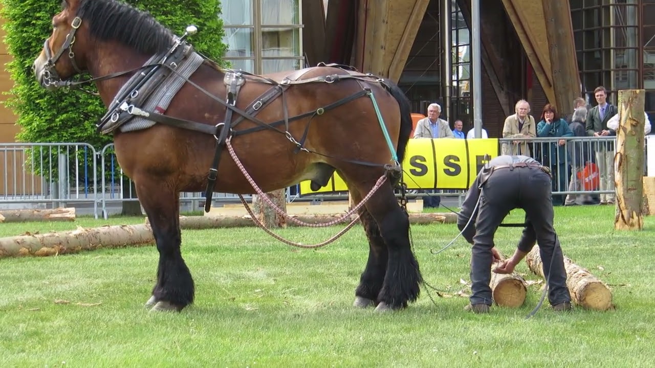 Holzr&uuml;cken mit Pferd &bull; Demo auf der Liga in Hannover (Holzmaschinen Messe)