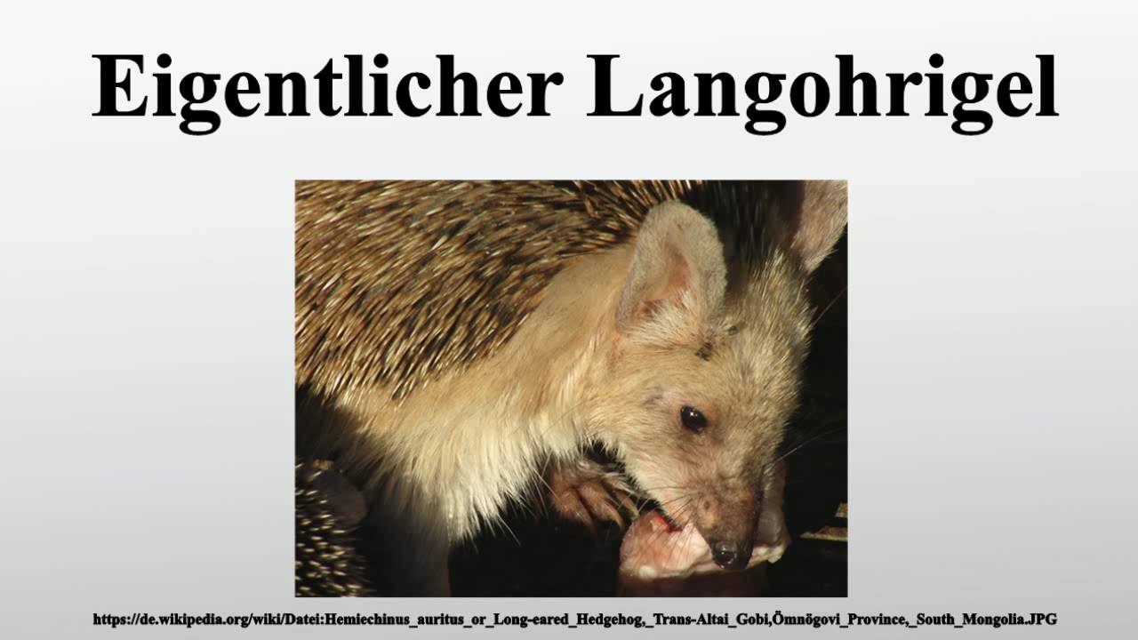 Eigentlicher Langohrigel