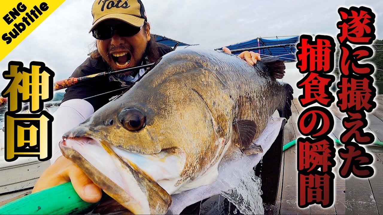 この瞬間が撮りたくて50日くらい粘りまくりました！[English Sub] footage of the moment of bite