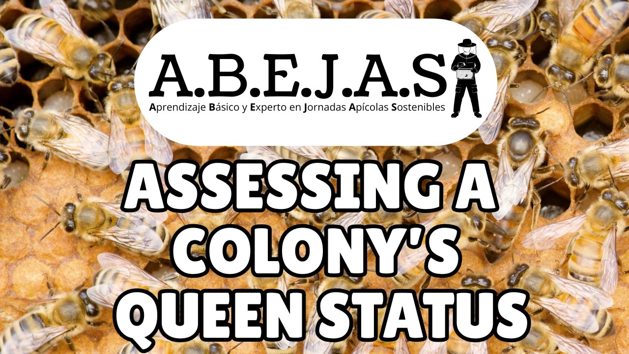 Assessing a colony’s queen status (ABEJAS Module 2.4)