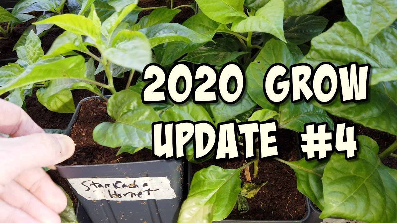 2020 Pepper grow update #4 - 04/16/20