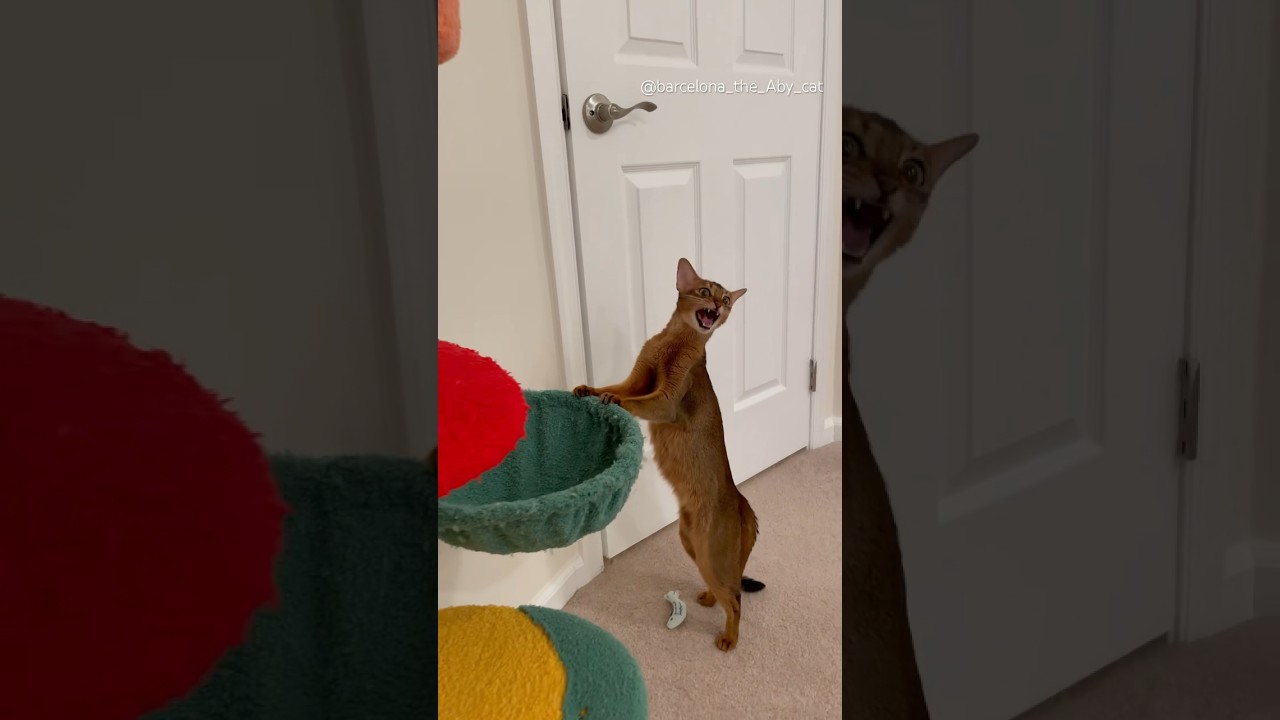 Abyssinian cat talking to kittens ❤️ Loud meows #abyssinian #meow #catvideos #catshorts #talkingcat