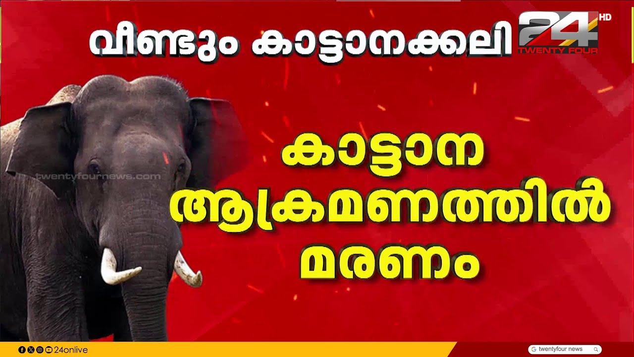 കാട്ടാനയെ കണ്ട് ഭയന്നോടുമ്പോൾ തുമ്പികൈ കൊണ്ട് അടിച്ച് വീഴ്ത്തി ചവിട്ടി; യുവാവ് കൊല്ലപ്പെട്ടു