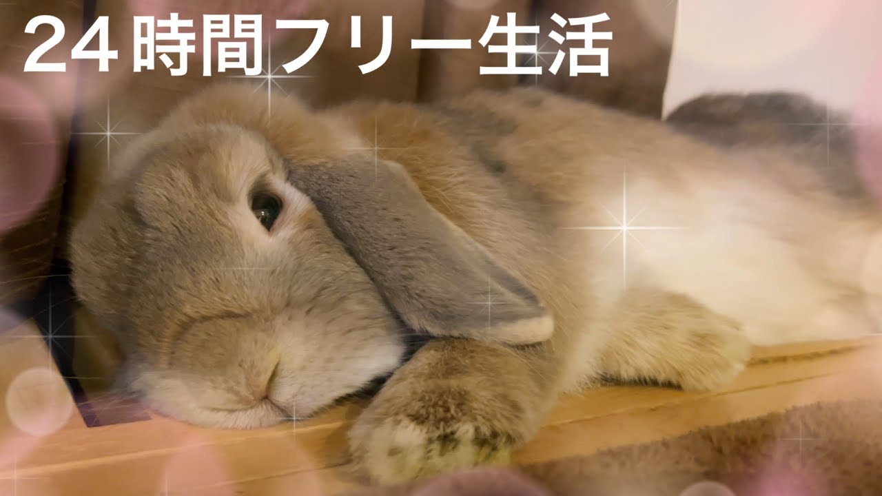 幸せうさぎ達の日常♡24時間放し飼い生活はこんな感じです#320