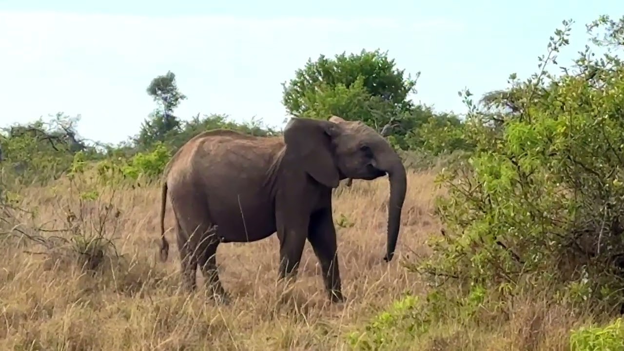 Amazing Laikipia - a first game drive…. 