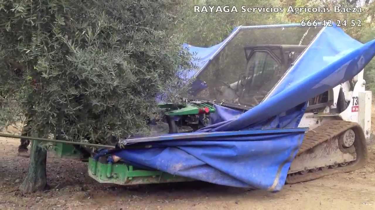 Recogida de aceituna con paraguas Bobcat - SERVICIOS AGRICOLAS BAEZA