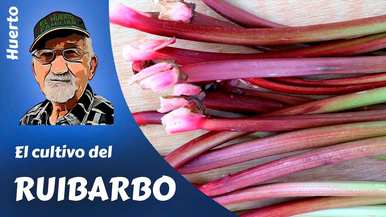 𝗥𝗨𝗜𝗕𝗔𝗥𝗕𝗢: EL CULTIVO COMPLETO DEL RUIBARBO EN EL HUERTO FAMILIAR