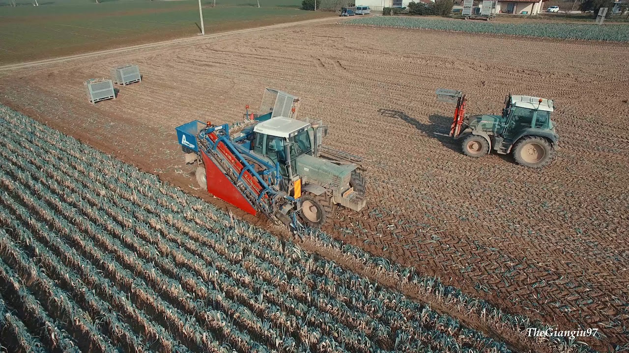Raccolta porri dall' alto - ZIVIANI SOCIETA' AGRICOLA