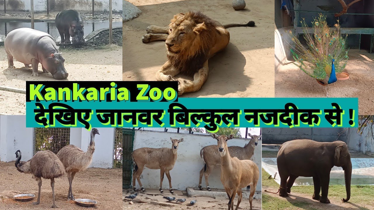 Kankaria Zoo Ahmedabad | કાંકરિયા પ્રાણીસંગ્રહાલય | अहमदाबाद का चिड़ियाघर
