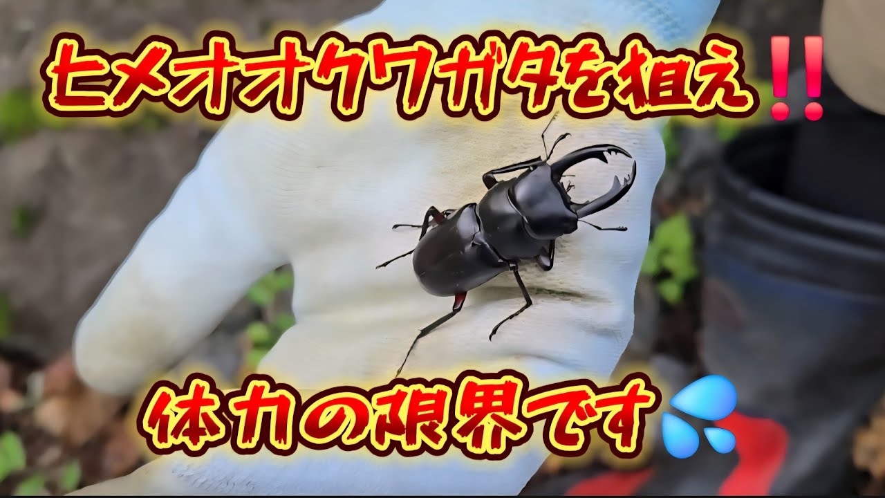 【昆虫採集】体力の限界まで攻めるもヤツは居ない⁉️いつになったら特大ヒメオオクワガタは現れるのか⁉️