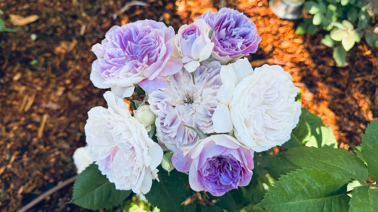 Blue Moon Stone Rose Spring 2025