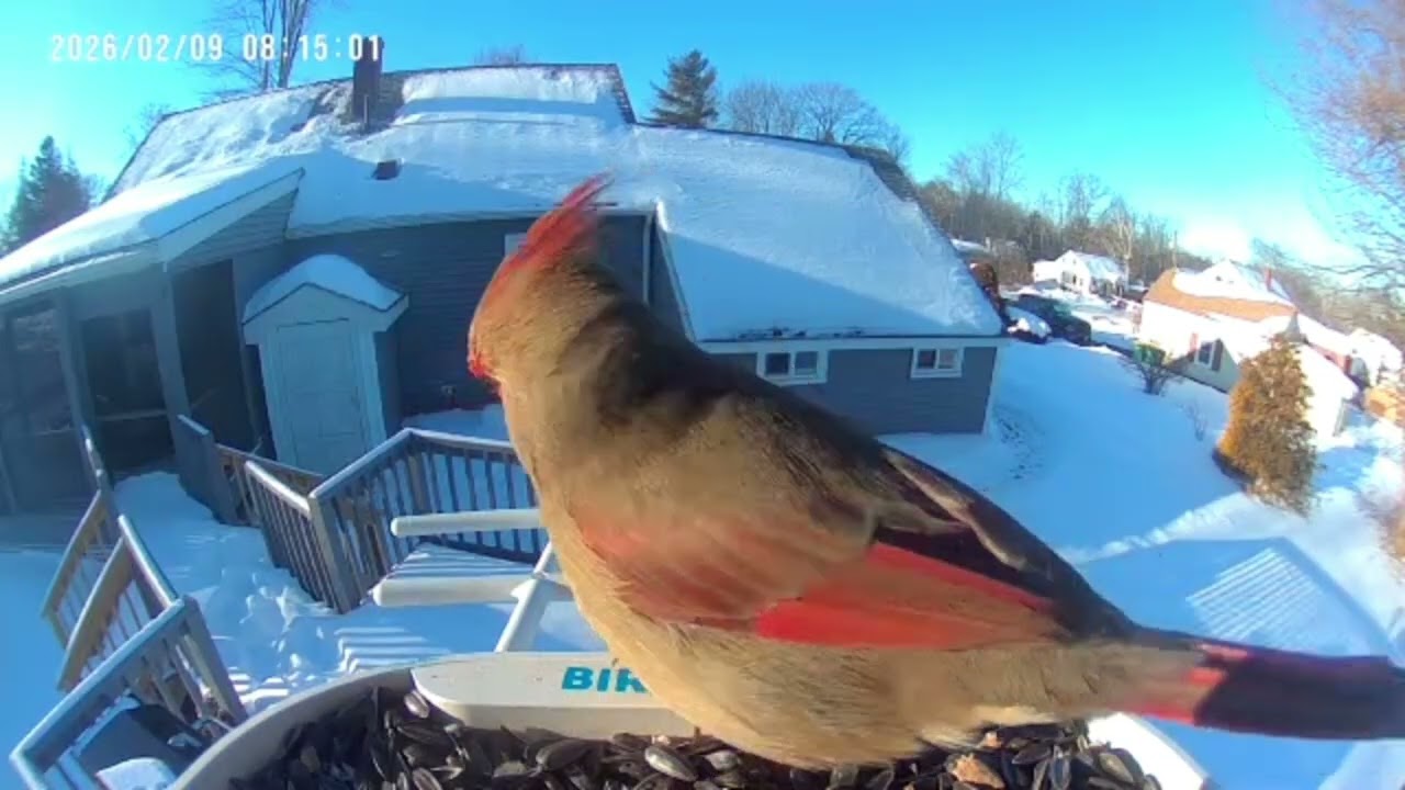 Yup it's still winter #birds #winterbirds #rockmusic #wildlife #birdingparadise #rock #music 