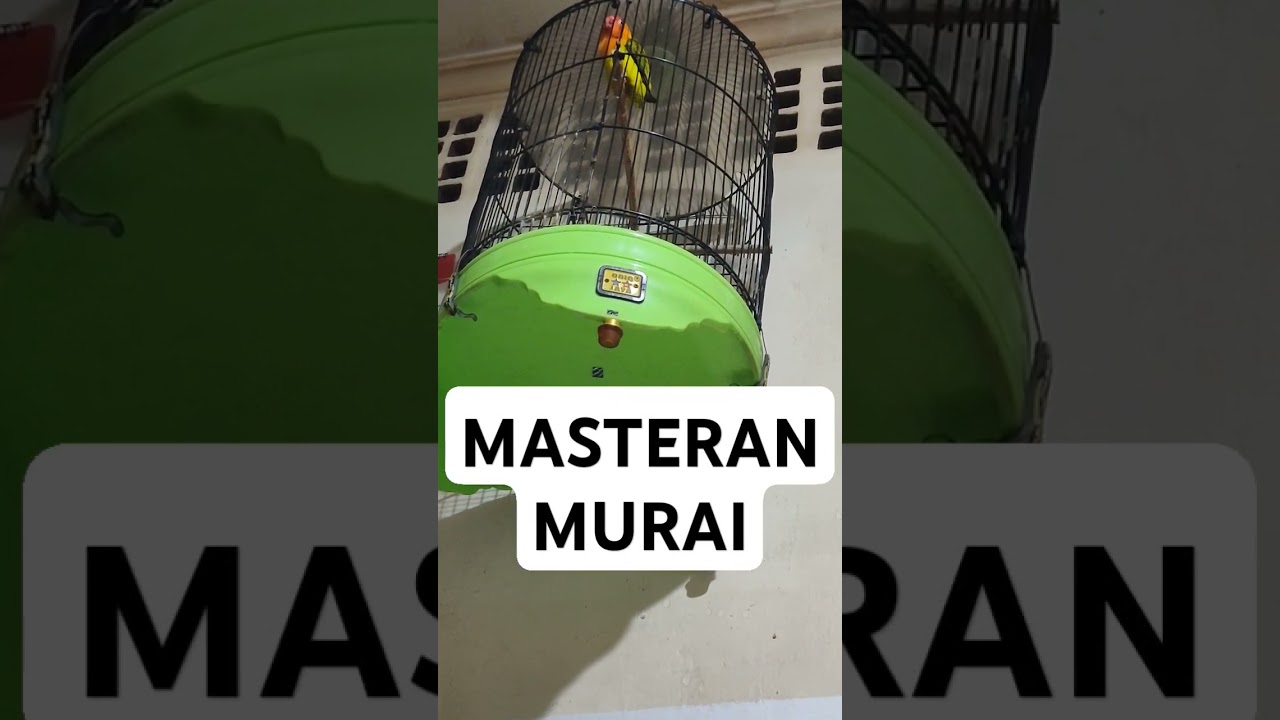 masteran murai#like#kicaumania#masteranmuraibatu#cililingacor#lovebirdkonslet#lovebirds#shorts#short