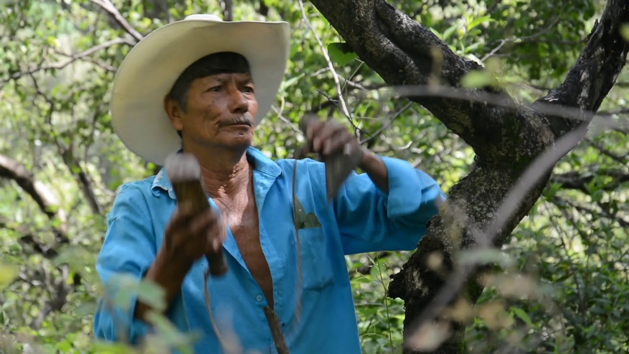 Extracci&oacute;n del Copal (Bursera bipinnata) en el sur de Morelos, M&eacute;xico.