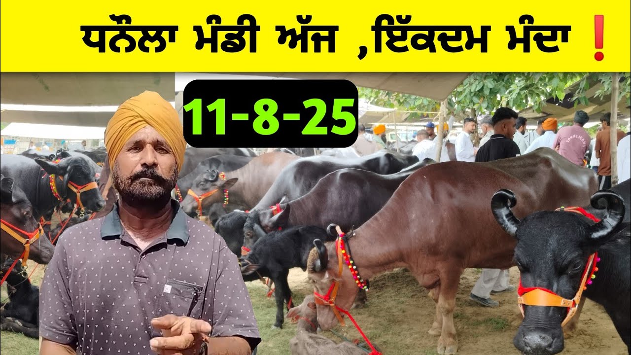 11 ਅਗਸਤ 2025 ਧਨੌਲਾ ਮੰਡੀ-ਬੜੇ ਵਧੀਆ ਰੇਟ, Dhanaula pashu mandi 