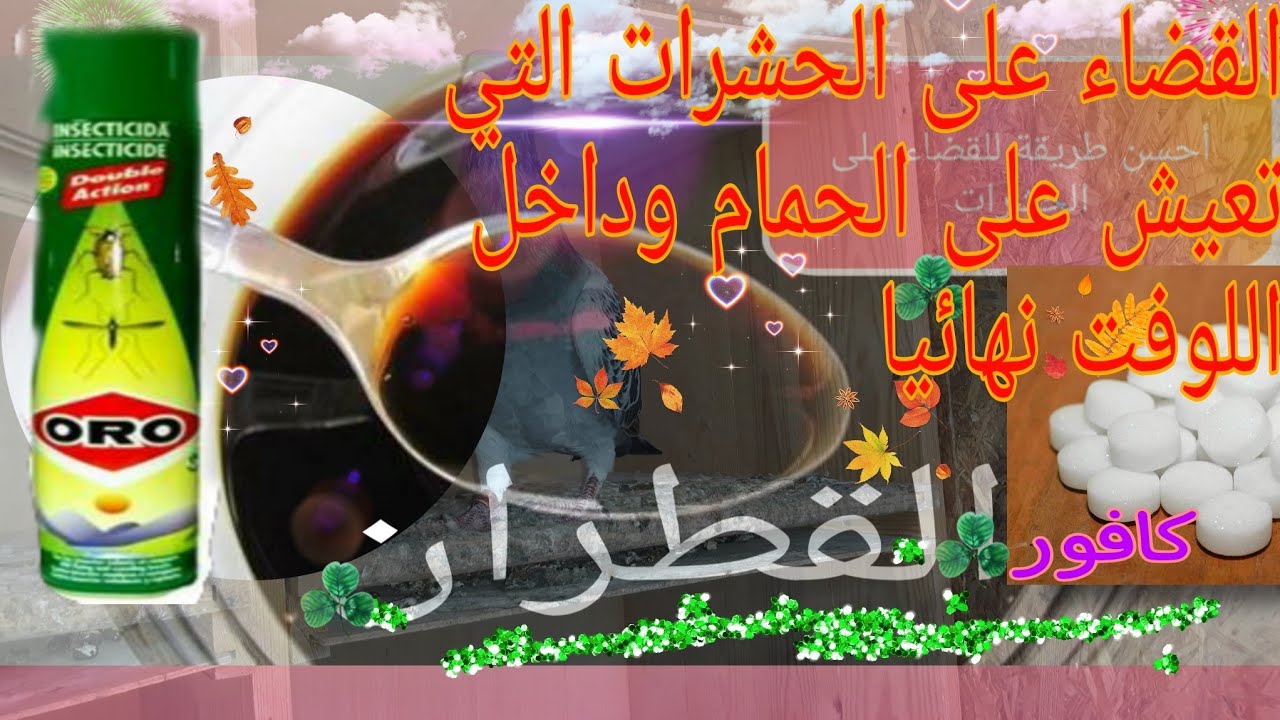 القضاء على الحشرات التي تعيش على الحمام وداخل اللوفت بكل بساطة.
