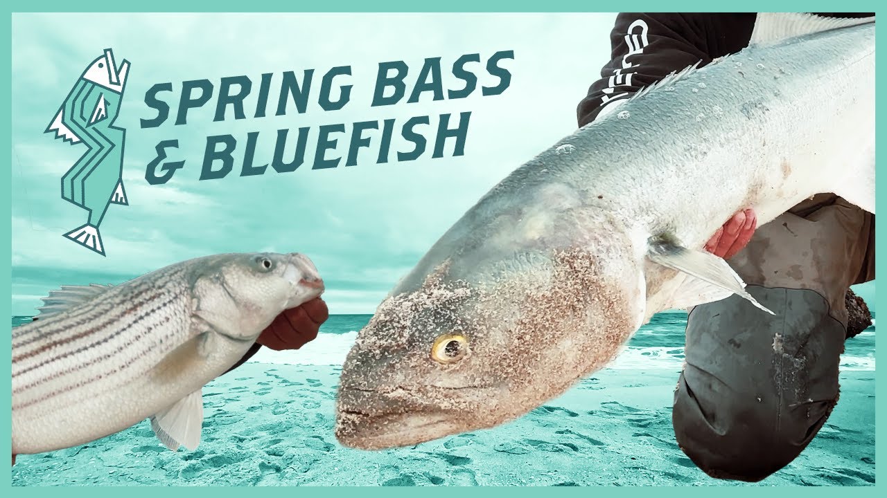 Big Bluefish and Bass From The Springtime Surf | NJ Saltwater Fishing