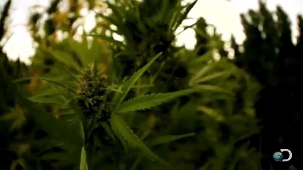 Green Treasure | Pot Cops