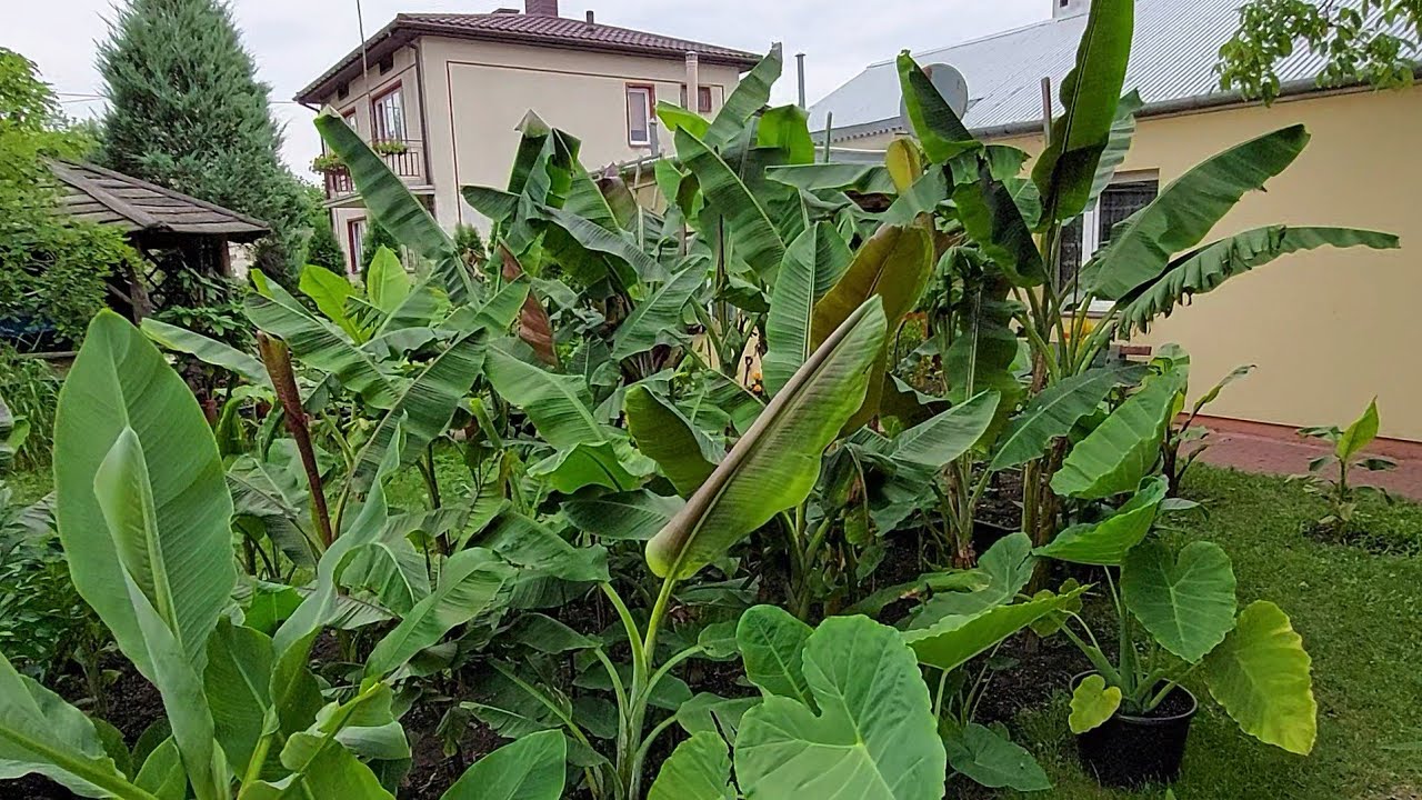 Kilkanaście odmian banan&oacute;w w jednej dużej kępie, czyli bananera przed domem .