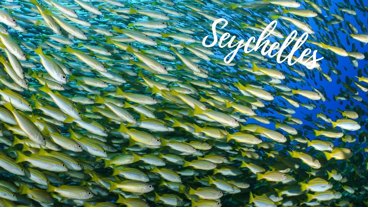 Diving In The Seychelles | Scuba & Freediving Mahe Island