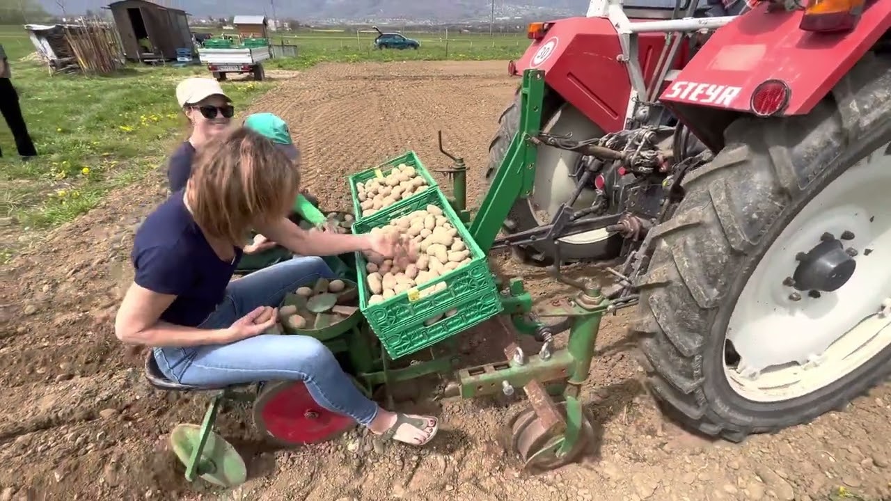 Plantation ludique des patates