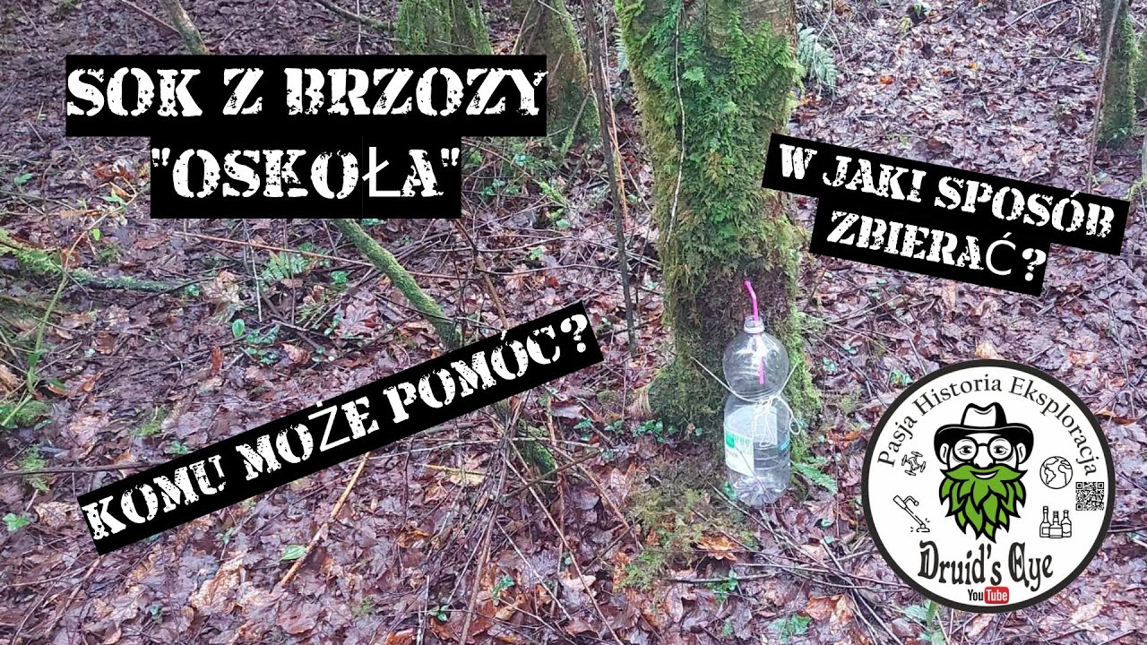 Woda brzozowa - Oskoła. Jak zbierać, aby nie okaleczyć drzew i dlaczego warto pić sok z brzozy?