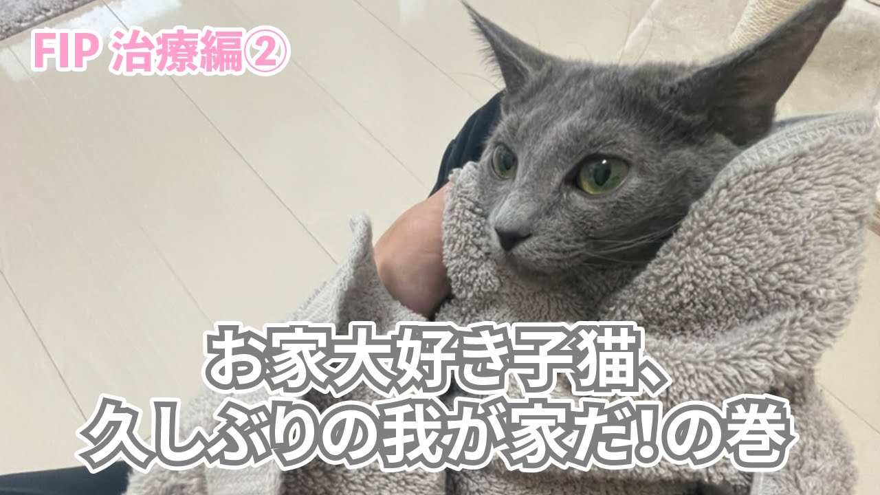 【FIP治療編②】お家大好き子猫、久しぶりの我が家だ！の巻