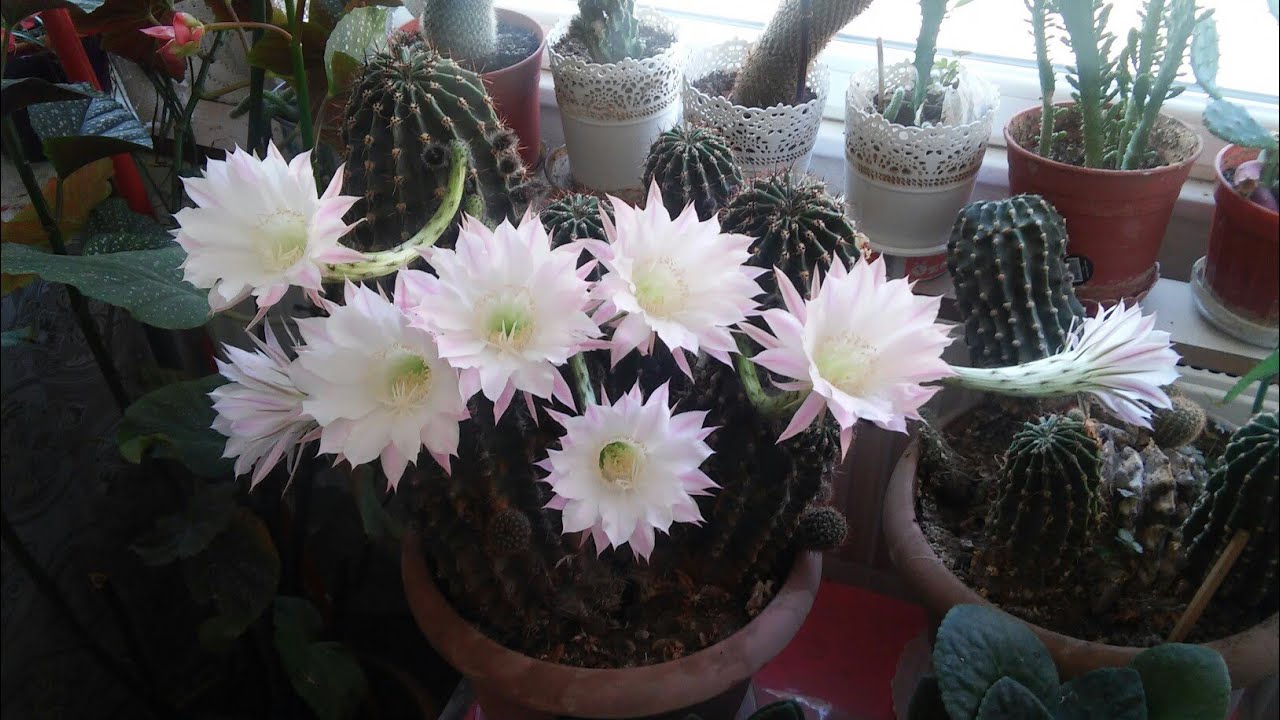 Kaktüs - Kaynana Topuzu - Sukulent, cereus bakımı ve çoğaltılması