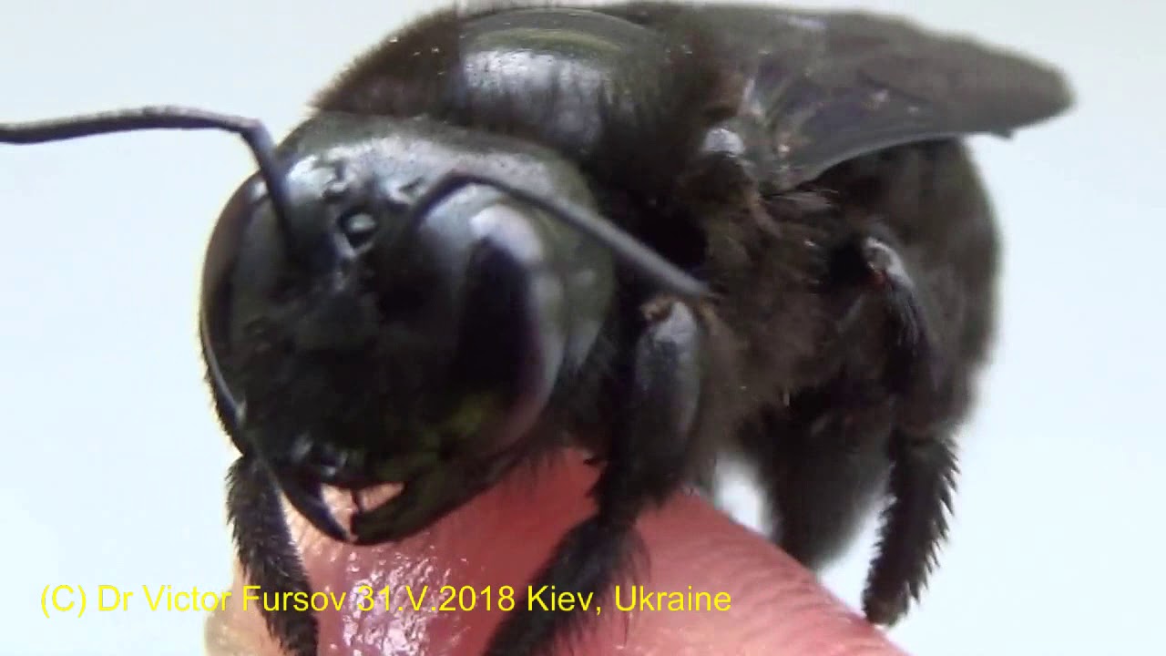 Angry Monster or Kind Carpenter Bee? Who is It? How Do They Live? Bee Xylocopa violacea (Apidae).